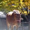 紅葉の季節に