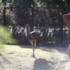 エミュー