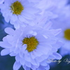 小菊#1