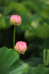 蓮の花咲はじめ