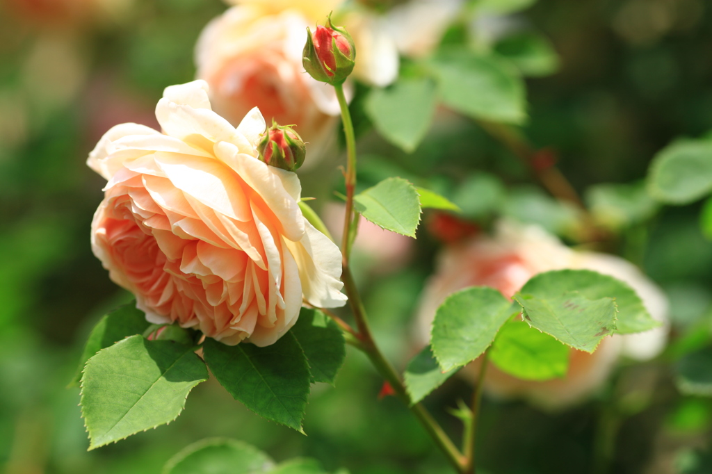Crown Princess Margarete.