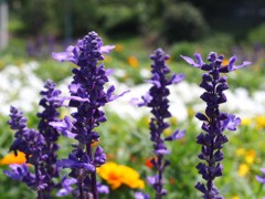 生き生きと咲く