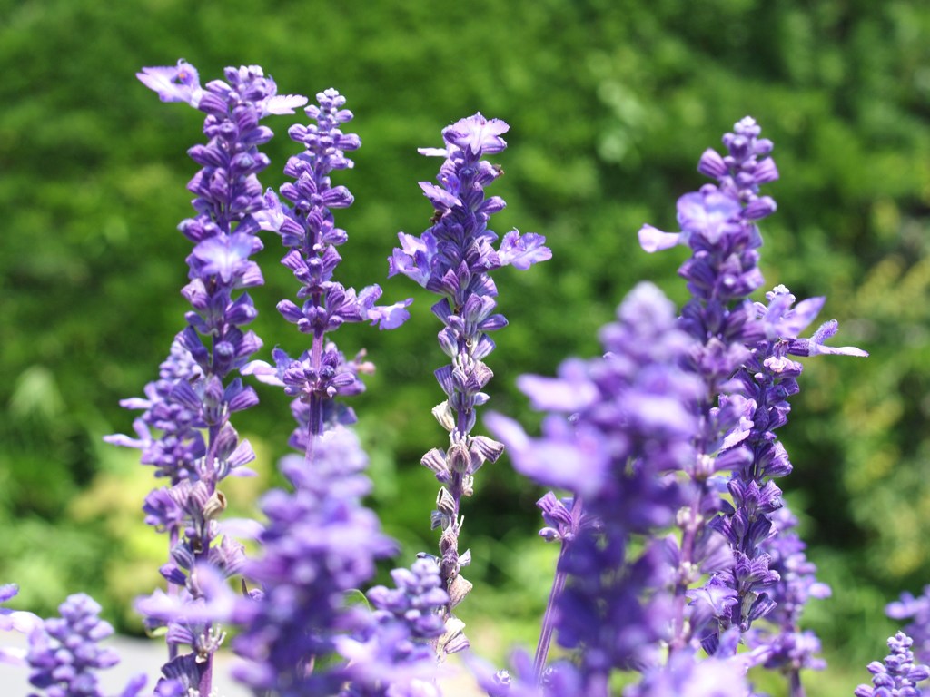 lavender