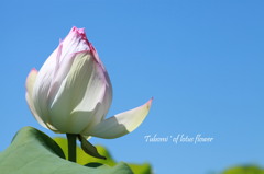 Tubomi 'of lotus flower
