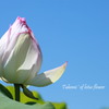 Tubomi 'of lotus flower