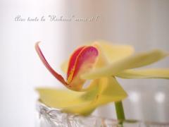 胡蝶蘭　fortune’#1
