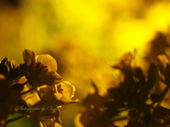 菜の花ライトアップ#2