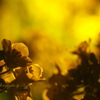 菜の花ライトアップ#2