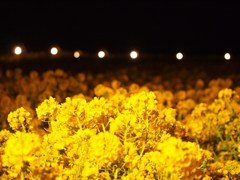 菜の花ライトアップ#1
