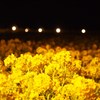 菜の花ライトアップ#1
