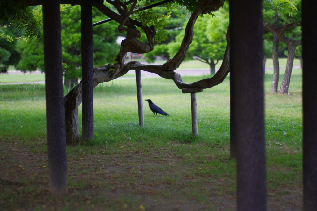 涼しいね