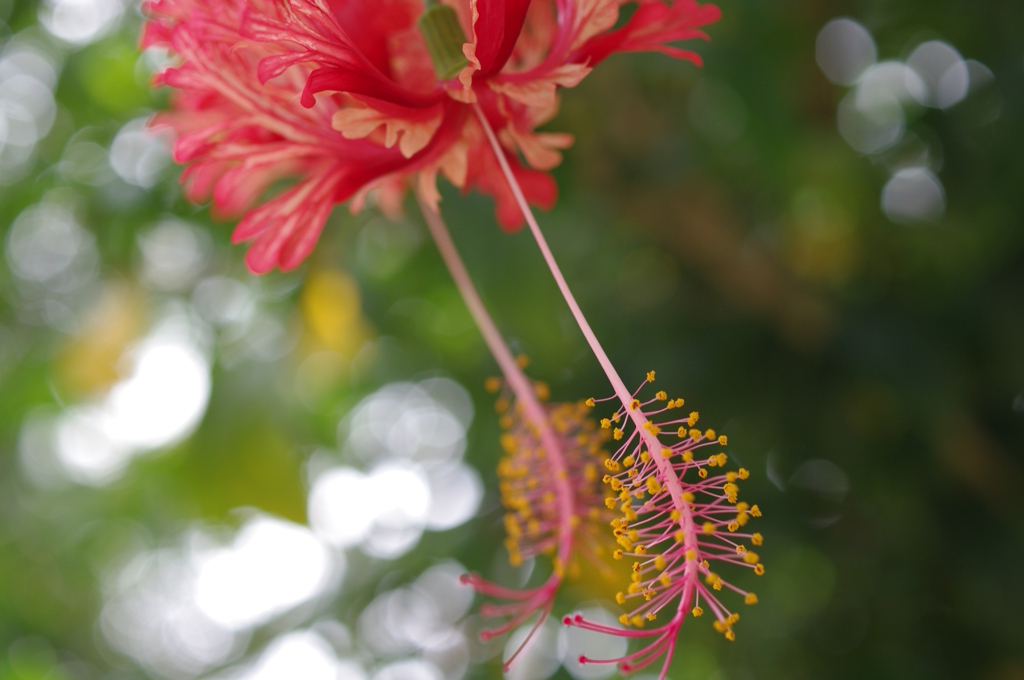 双子のお花