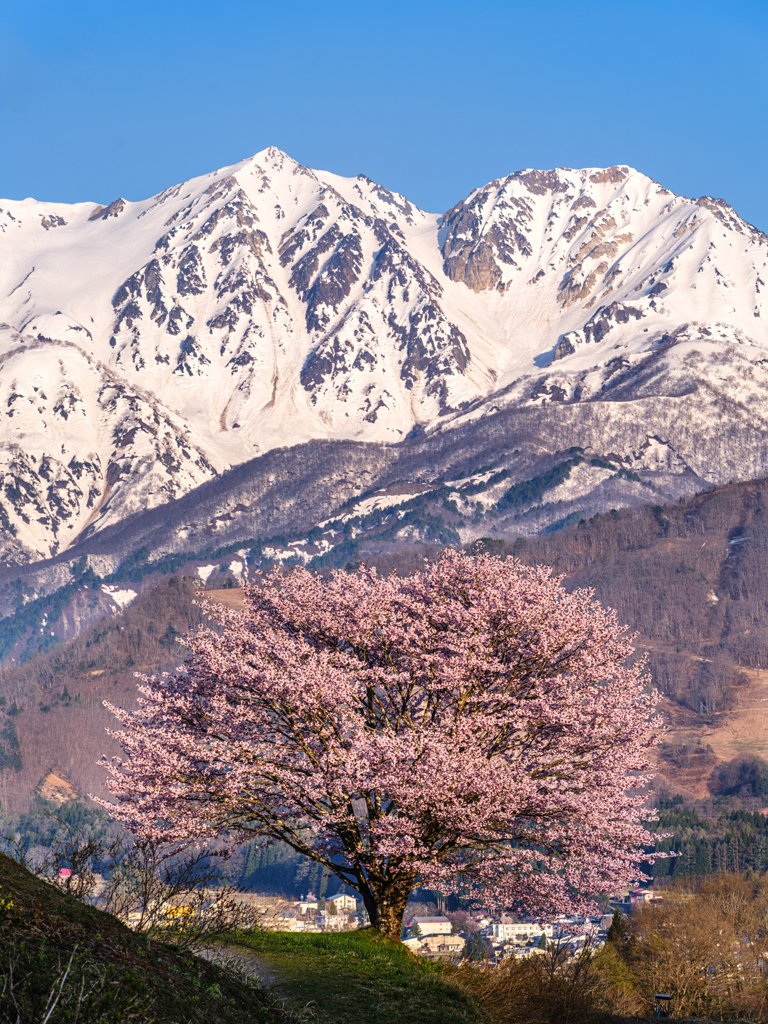 野平の朝