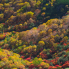 乗鞍紅葉４