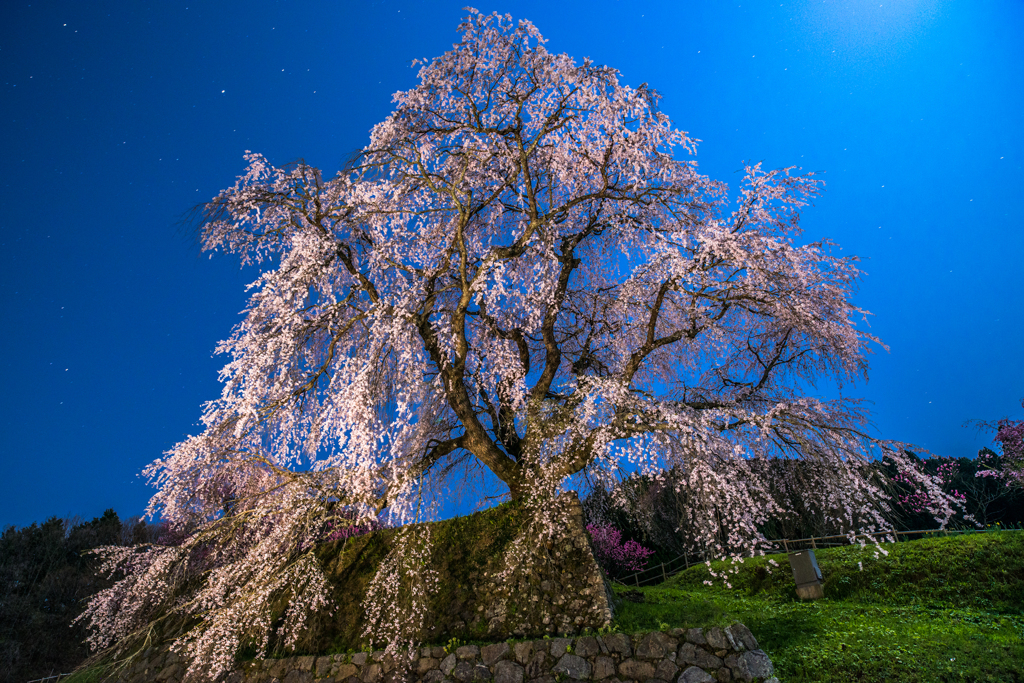 月下の又兵衛桜②