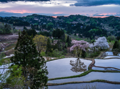 儀明の桜