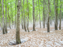 朝靄漂う残雪のブナ林