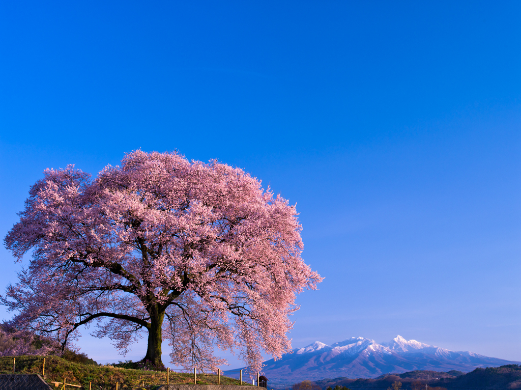 わに塚の桜