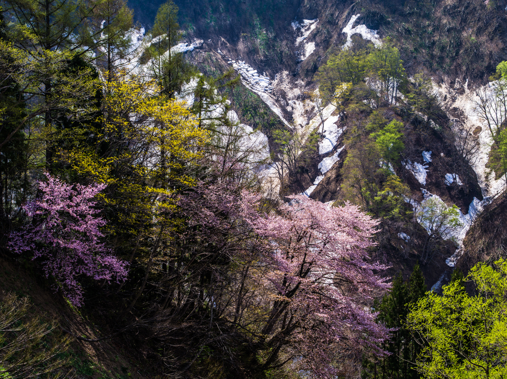 新緑と残雪と桜