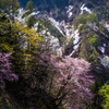 新緑と残雪と桜