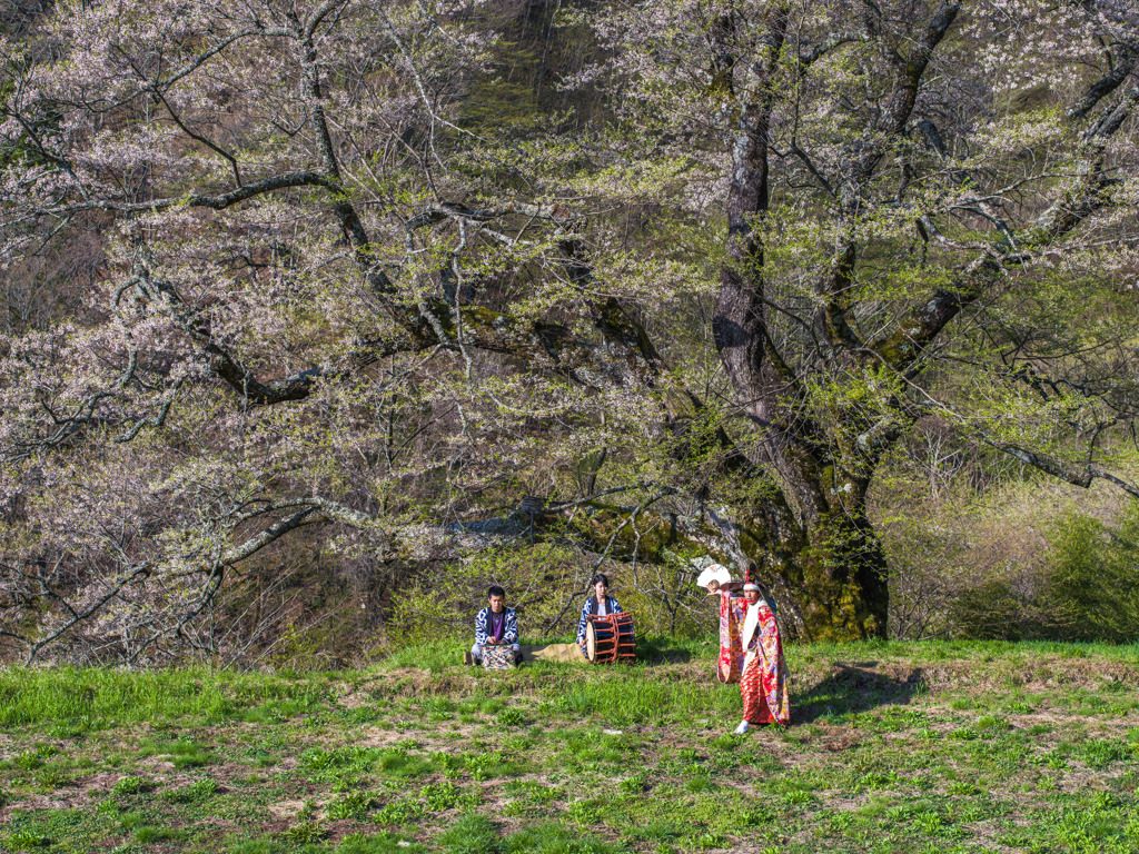 桜舞