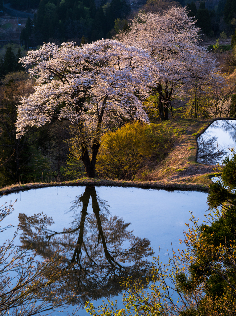 儀明の桜