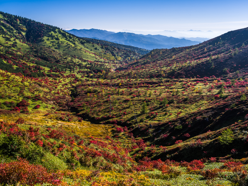 山田峠のナナカマド