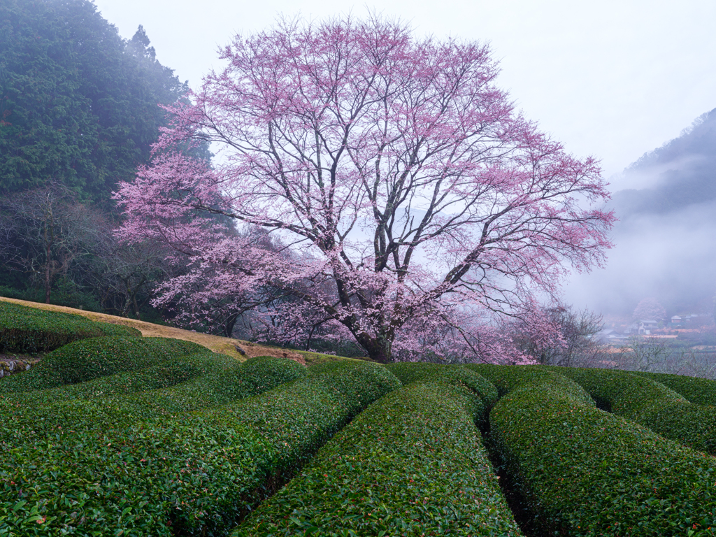 霧中の桜