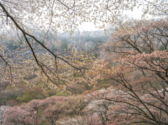 屏風岩の桜①