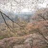 屏風岩の桜①