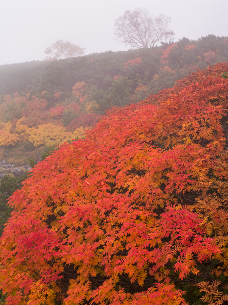 乗鞍紅葉７