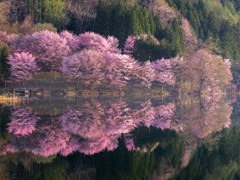 中綱湖の桜～朝の光