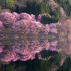 中綱湖の桜～朝の光