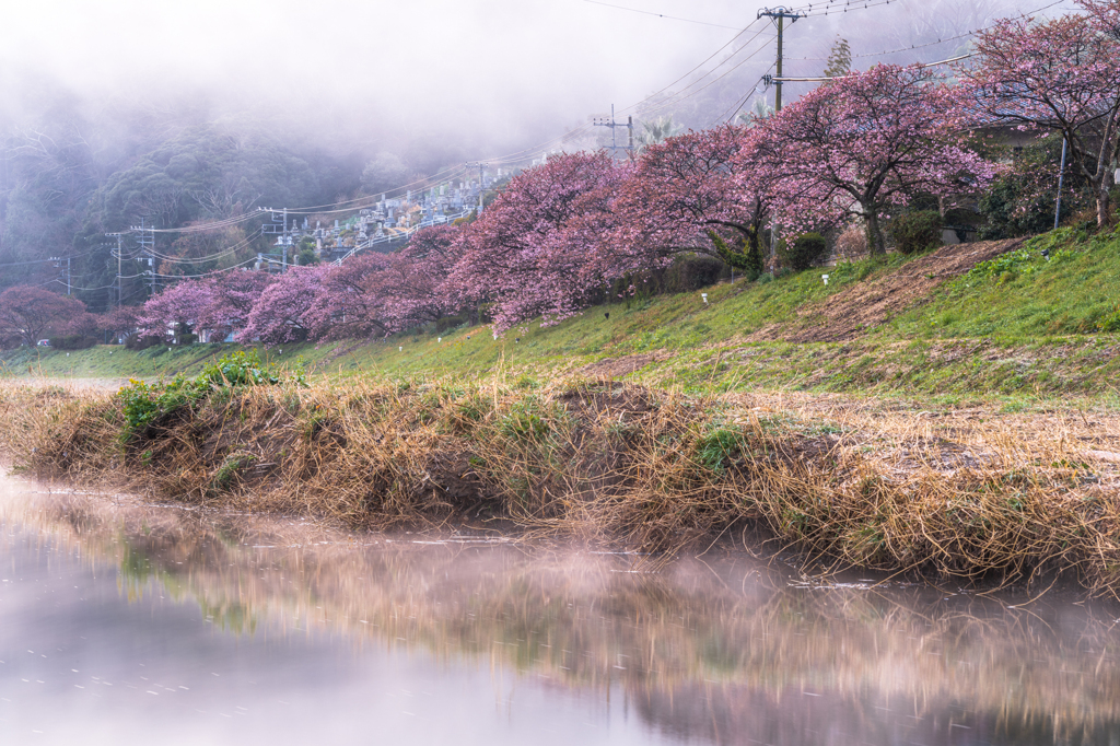 河津桜と川霧