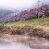 河津桜と川霧