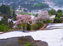 儀明の桜
