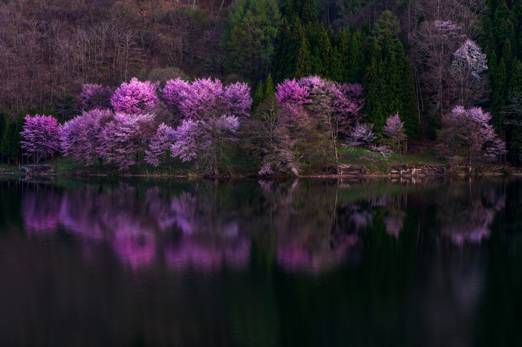 中綱湖の桜