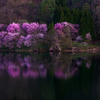 中綱湖の桜