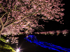 夜桜☆流れ星