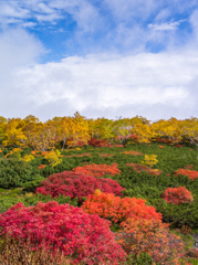 乗鞍紅葉８