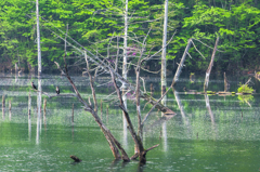 新緑の自然湖