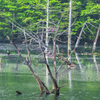 新緑の自然湖