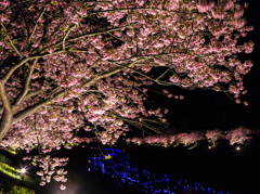 夜桜☆流れ星②