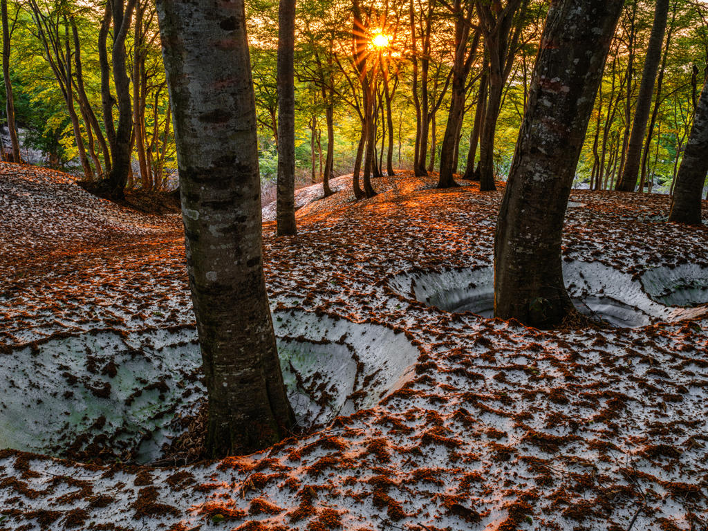 朝日に染まる残雪のブナ林