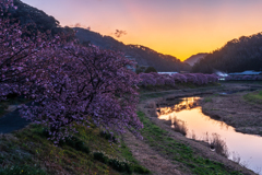 河津桜の朝