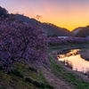河津桜の朝