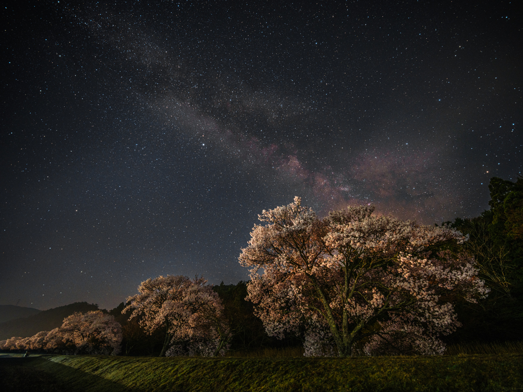 桜並木と天の川