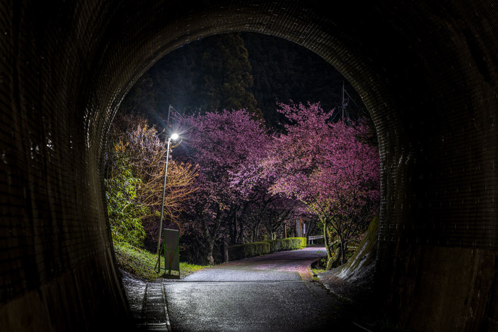 トンネルの向こうの桜