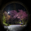 トンネルの向こうの桜