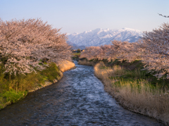 舟川の桜並木１